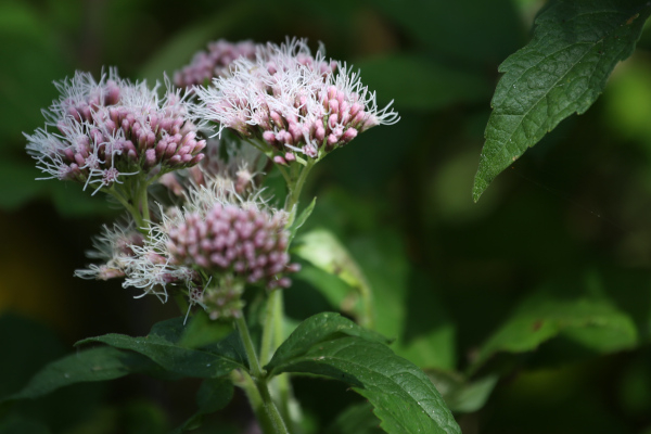 Eupatoire chanvrine (Eupatorium cannabinum) &copy; Nicolas Macaire / LPO